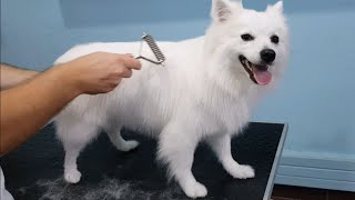 FULL GROOM- German Spitz Bath And Undercoat Removal