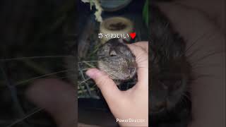 日常#リチャードソンジリス#デグー#癒し#可愛い#動物