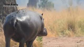 Hippo running at full speed