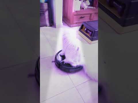 Hasta luego Maricarmen . #funny cat