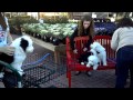 Top Old English Sheepdog Photo Session Fun Puppy Referral Text 214 448 2888, viral!