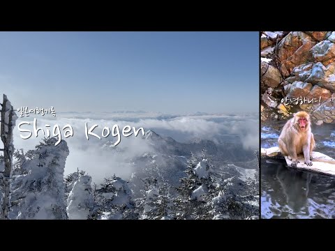 [일본여행VLOG] 일본에서 가장 높은 일본 최초의 스키장ㅣ 야생원숭이 온천ㅣ 시가고원 스키장 여행ㅣ지고쿠다니 공원