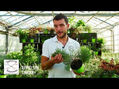 Daniel's Gartneri - Appelsin Timian