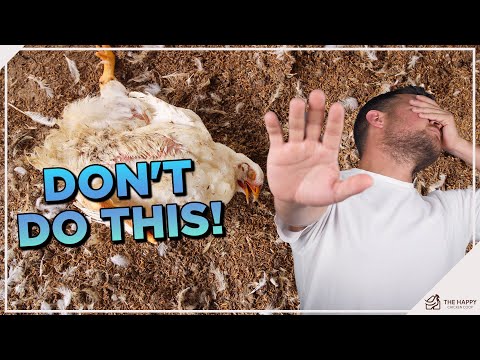 11 Ways To Accidentally Kill Your Chickens