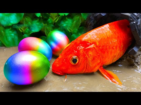 Stop Motion Magnet Cooking ASMR - Rainbow Fish Magnetic Balls Satisfying Seafood Mukbang Animation