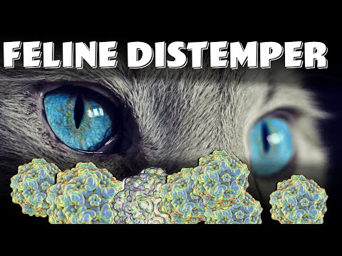 Feline Panleukopenia Virus known as Feline Distemper | vaccine, symptoms and diagnosis