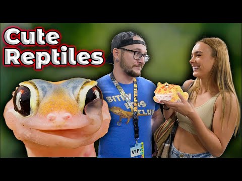 Top 5 Cutest Pet Reptiles In The World!
