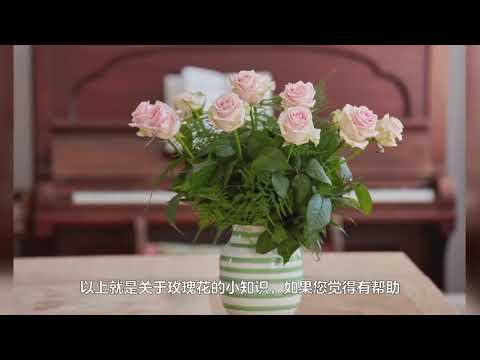 白色的花有什麼