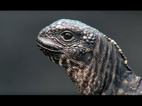 Baby Iguana's Race For Survival