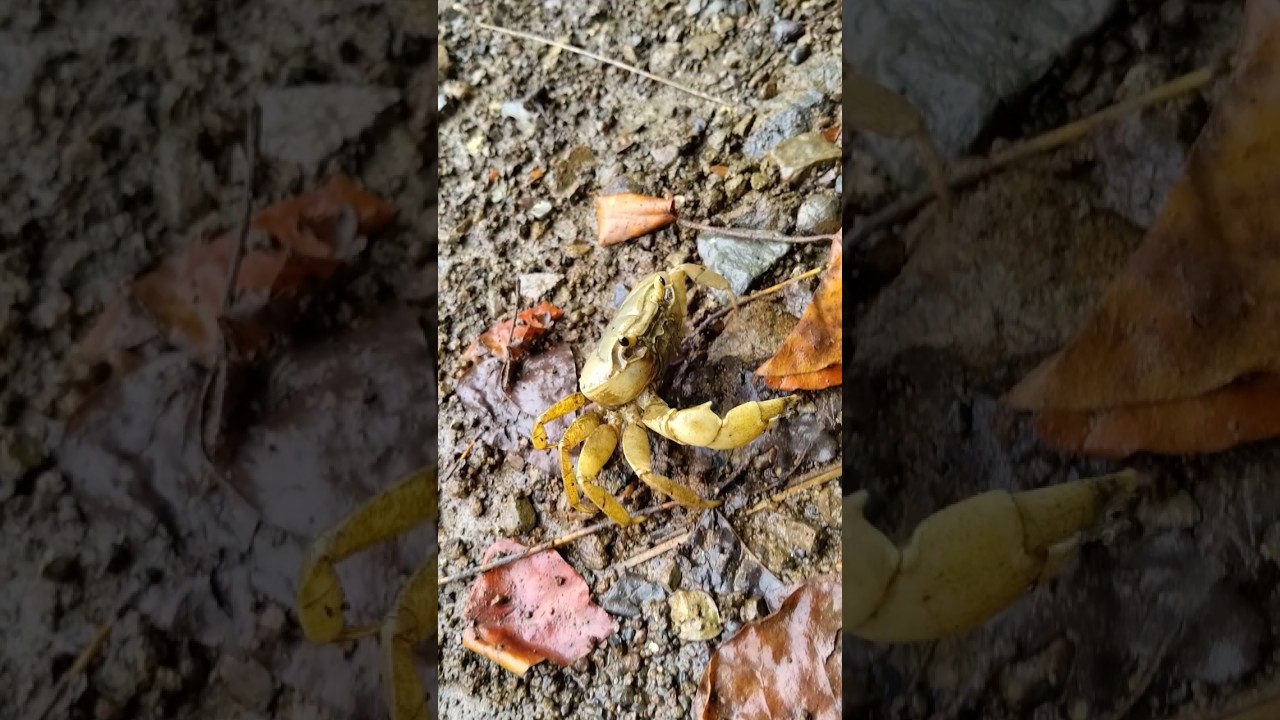 Crab Short || Wild #wildlife  #fish