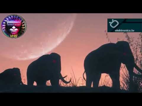 Elektronica.tv - HITCH TECHNICAL - Lest Go Mamut World - exotixtv