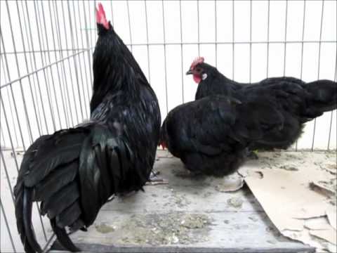 Krüper schwarz. Kurzbeinige Hühner, Junggeflügelschau Hannover 2011