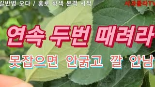 2021사과 갈반 발생/홍로 적엽시범 /착색 시작