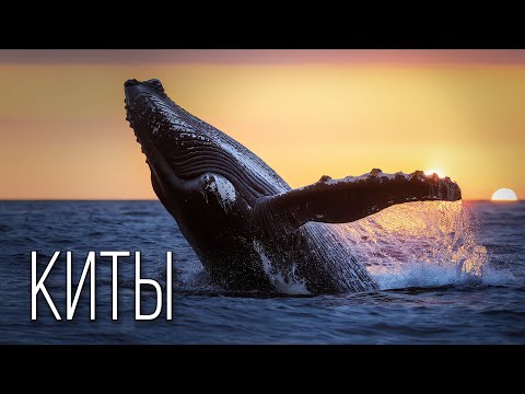 Киты: Великаны Океана | Интересные факты про китов