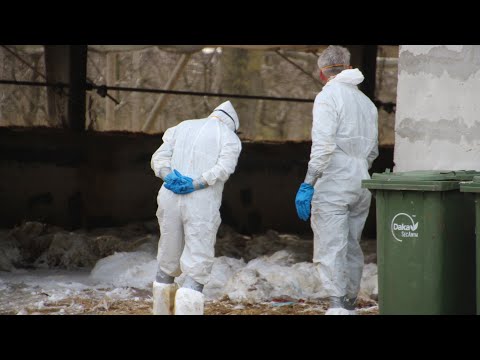 , title : 'Fugleinfluenza: Yderligere 45.000 kalkuner aflivet i besætning i Lundby ved Skælskør'