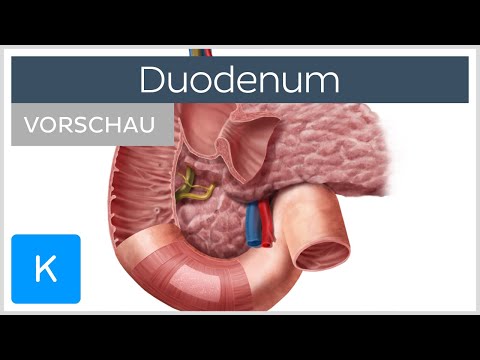 Duodenum: Aufbau und Funktion (Vorschau) | Kenhub
