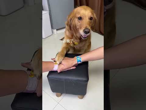 Cuihua the Dog's Happy Life #dog #goldenretriever #pets #funny