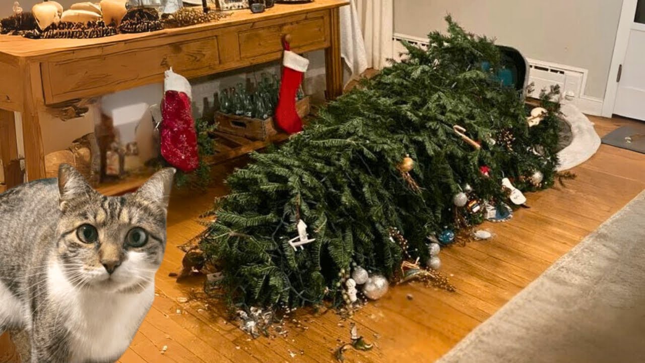 Cat’s First Christmas🎄Haven’t Even Put the Decorations On Yet!