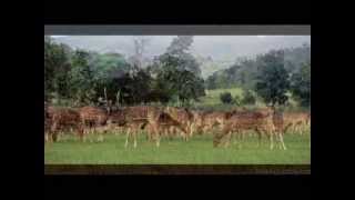 preview picture of video ':: Find ~Jungle Jeep Safari Bandhavgarh'