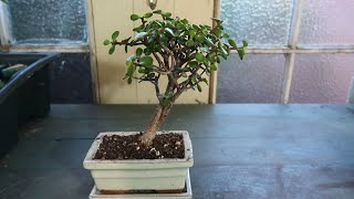 Portulacaria Afra Mature Bonsai Repot - Dwarf Jade Bonsai Project - May Update