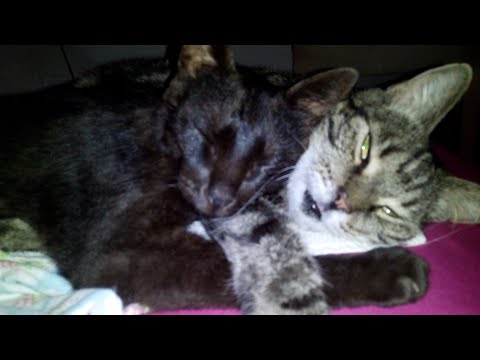 Bringing cats together: Do I have to separate the cats first?