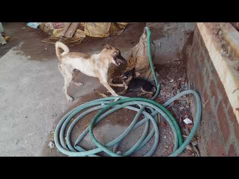 2 puppies playing in ranjani
