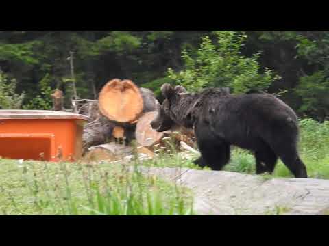 Barna medve Tusnádfürdőn // Bear in Tusnádfürdő