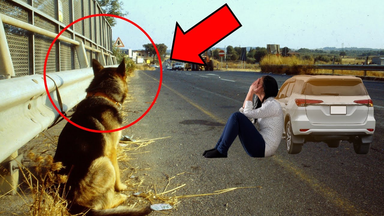 Perro esperó 4 años por su familia, LO QUE PASÓ DESPUÉS TE HARÁ LLORAR COMPULSIVAMENTE