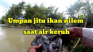 Download lagu Effective Bait for Nilem Fish in Cloudy Water mp3 Download lagu Effective Bait for Nilem Fish in Cloudy Water mp3
