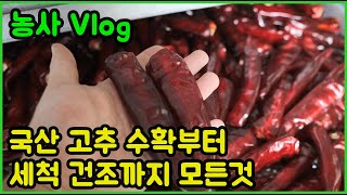 국산 고추 수확부터 세척 건조과정까지 모든것을 한번에!!