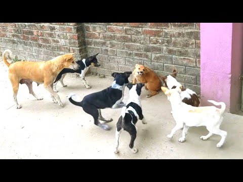  modak all and Modak All 1