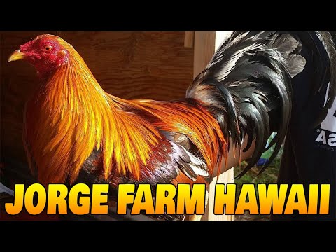 NICE DINK 5K SWEATER KELSO - JORGE FARM