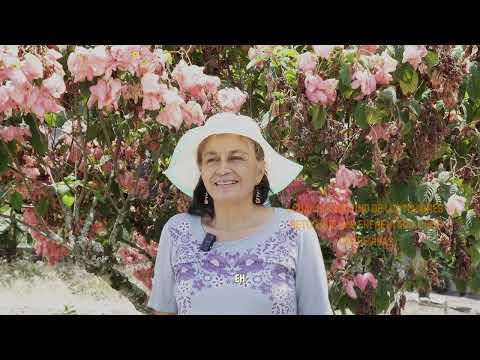 Maria Isabel Arcilla - Agricultora de La Tebaida Quindío 