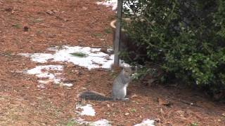 Titmouse and the Black Pedestrian