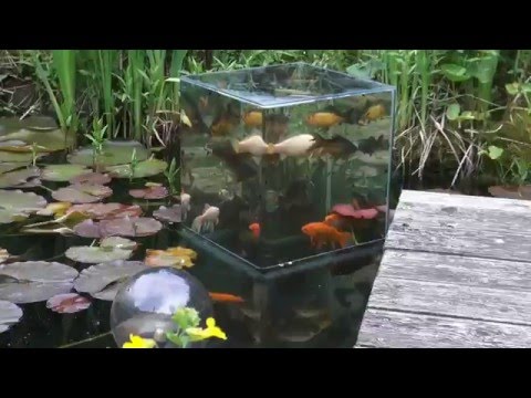 Building a FishTower in the Pond