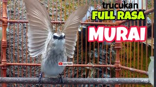 Download lagu Trucukan gacor full isian murai batu mp3