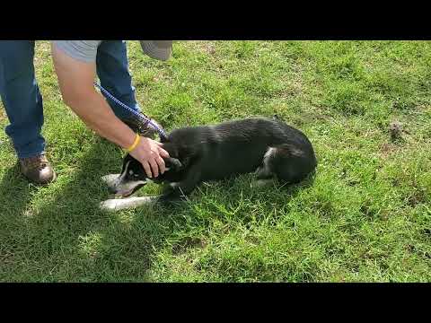 Ryker, an adoptable Husky & German Shepherd Dog Mix in Bandera, TX_image-1