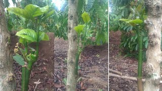 Download lagu part 2 sambung lancuran 100 persen idup || mp3