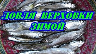 Как где и на что ловить верховку