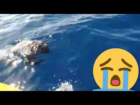 Hetan mate isin namlele iha  tasi klaran