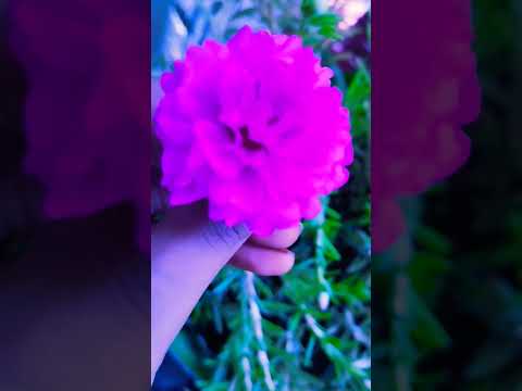 #najia#🌺trending #viral #🌺🌸shortvideo #_🌺shorts #beautiful 😍#pink 💕🌺🌸🌸🌺