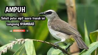 Download lagu Suara mp3 PIKAT burung TRUCUKAN // SEKALI DENGAR LANGSUNG NYAMBAR. mp3 Download lagu Suara mp3 PIKAT burung TRUCUKAN // SEKALI DENGAR LANGSUNG NYAMBAR. mp3