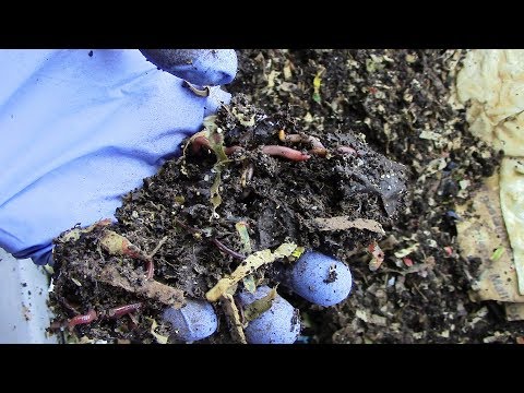 Red Wiggler Bin A: 6th Month