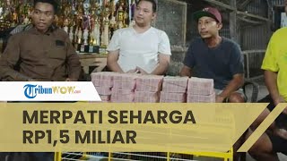 Viral Merpati di Pekalongan Laku Rp1,5 Miliar, Pemilik Malah Menyesal dan Tak Bisa Tidur Semalaman