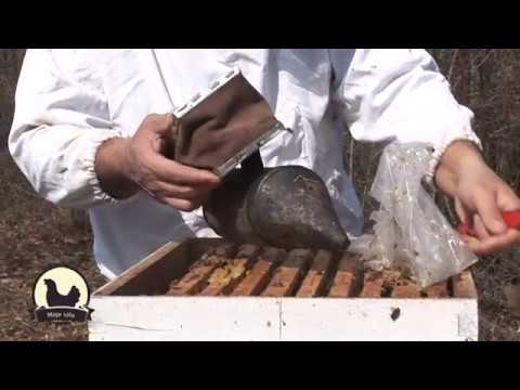 Iskustva profi - pčelara: med, matice i paketni rojevi!