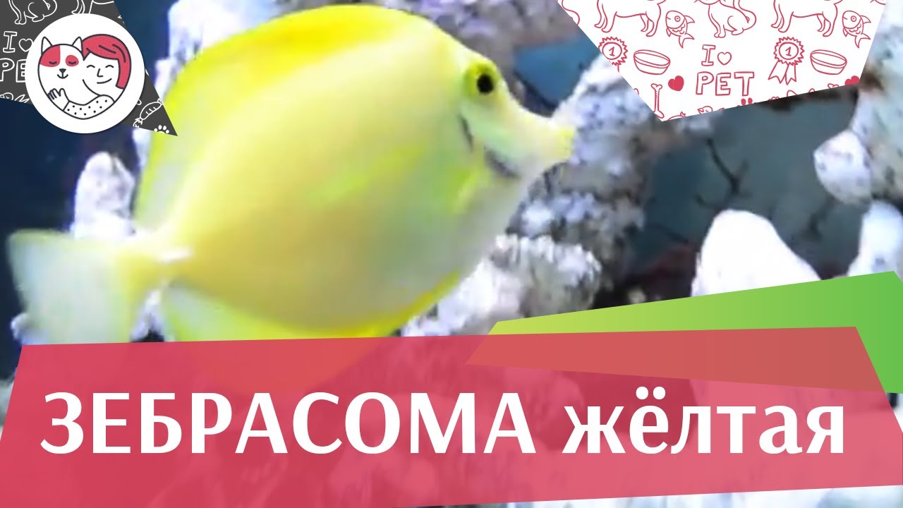 Зебрасома желтая Корма и кормление на ilikepet