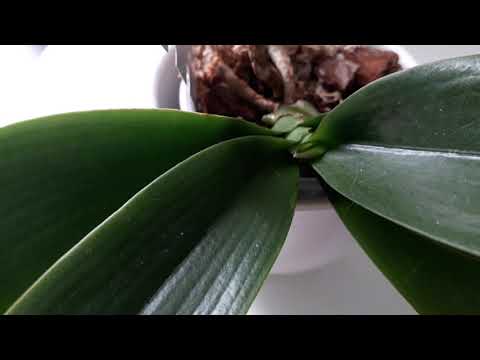 Recovering Sick Phalaenopsis Orchids