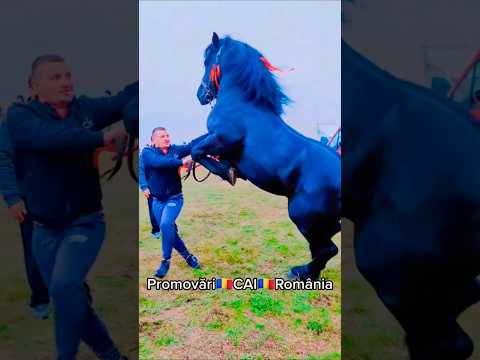@PromovariCaiRomania #cal #cai #horse #equestrian #arabianhorseworld #animals #stallion #love