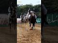 Indian File Line NezaBazi Tentpegging Horse Race Speed Horses Fun Sports Line Indian Game