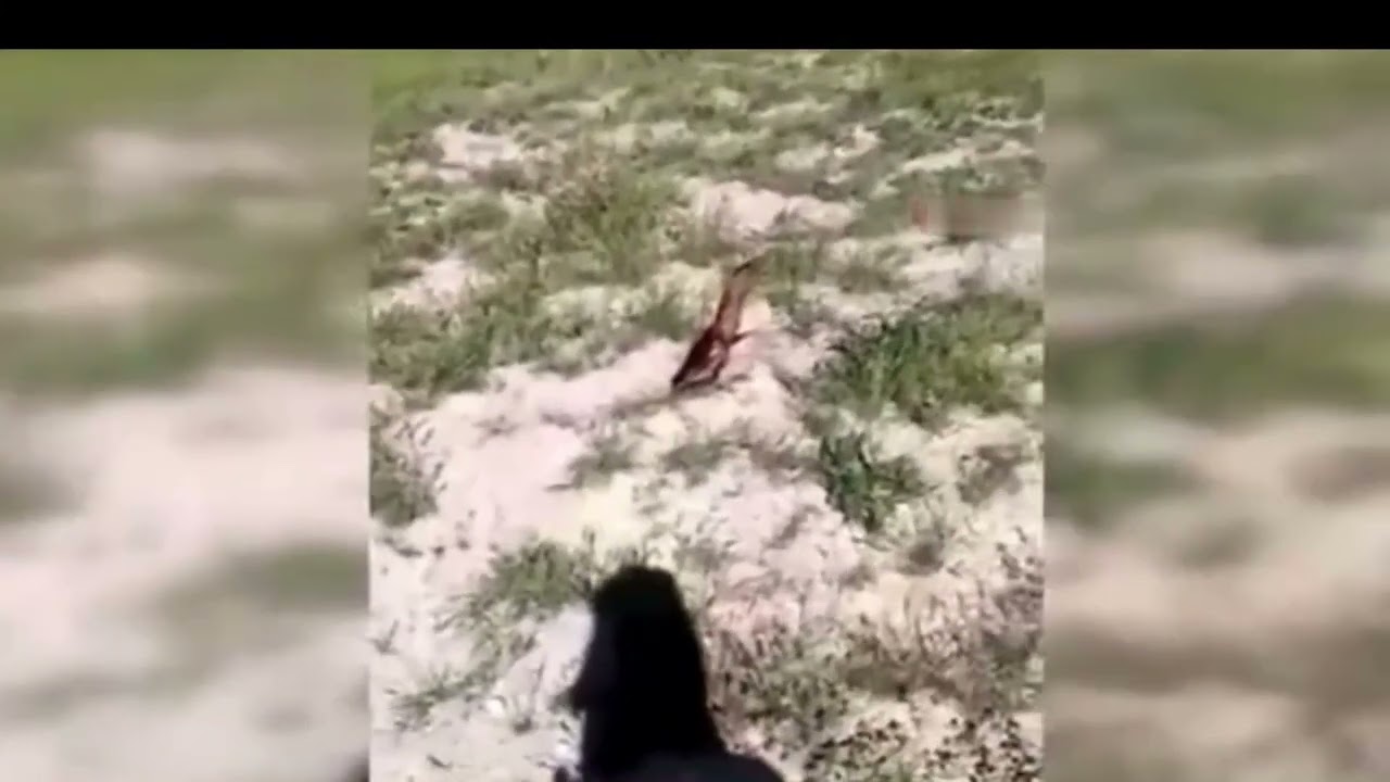 Nesli tükenmekte olan Hint Balıkçıl Kuşu Kürt ilinde görüntülendi!